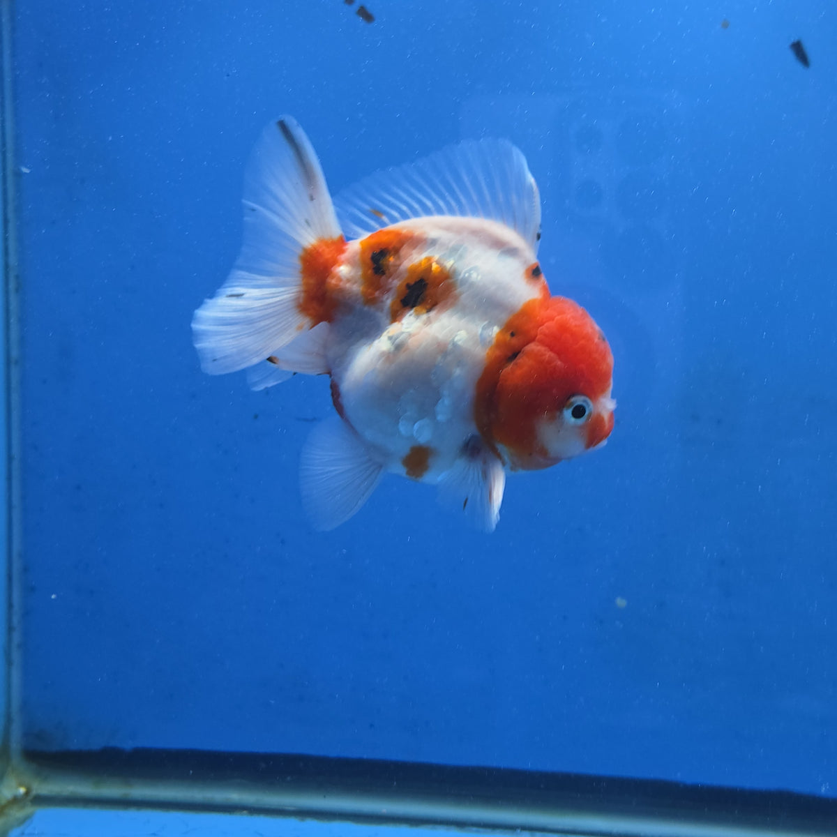 Thai Oranda Red Cap Tri color Sakuda Godzilla 4 inch Body male (G-FEB-112)BlueTubB