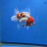 Thai Oranda Red Cap Tri color Sakuda Godzilla 4 inch Body male (G-FEB-112)BlueTubB