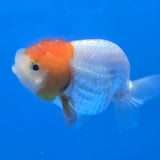 Thai Ranch Red and White 2.50" Body Female (FEB-809)R2B05