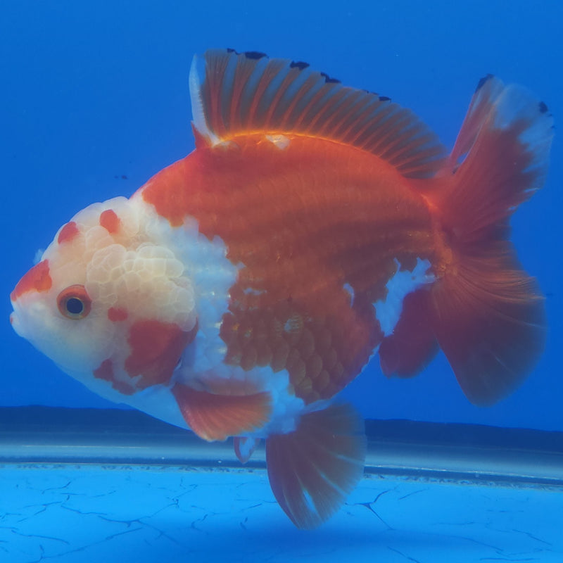 Thai Jumbo Oranda Red & White 5in Female (FEB-241)BLUETUB1