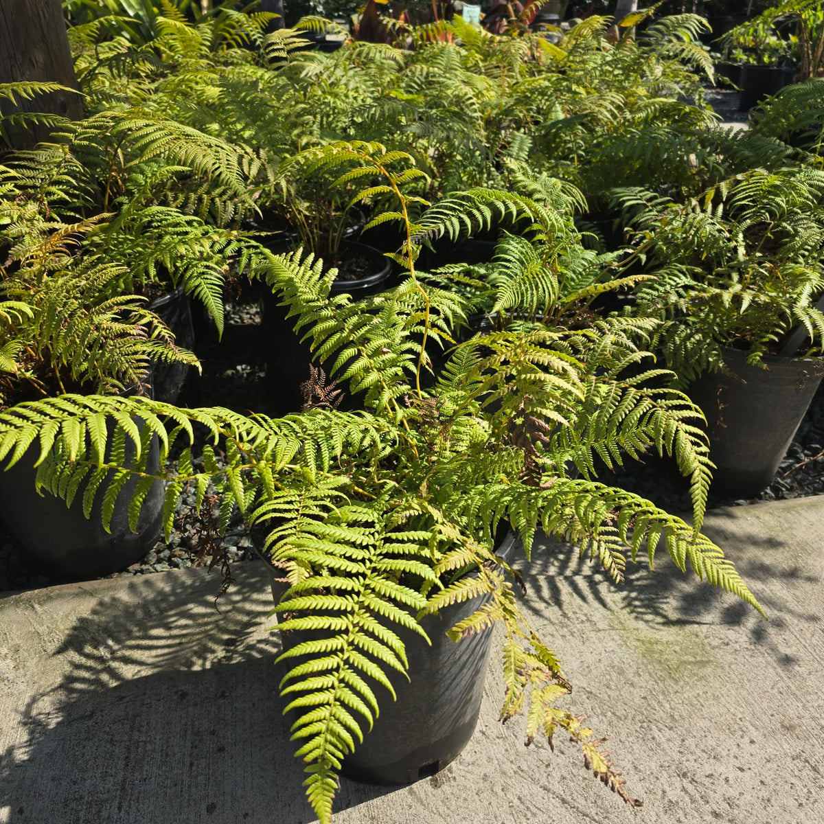 Fern Giant cooperi Australian in 3 gallon pot