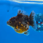 Thai Oranda Bronze Sakura Shogun Farm 2.8" Body Female 6mths(FEB-577)R3B02
