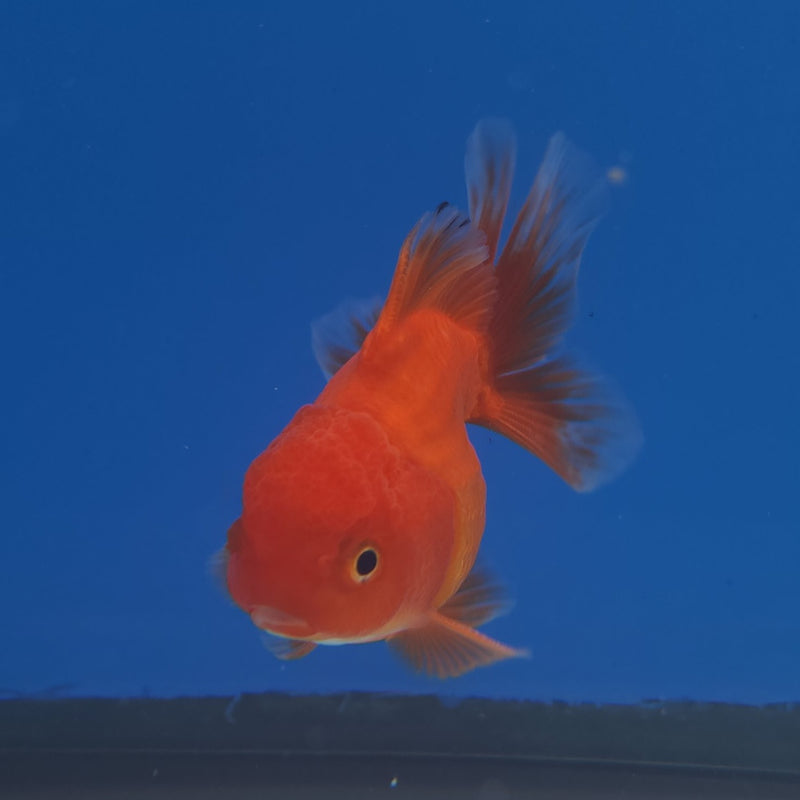 Thai Oranda Super Red 2.5” Male (FEB-262)R3B18