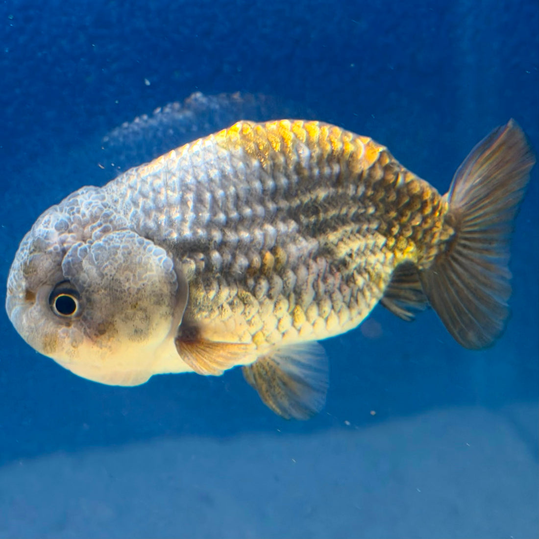 Thai Ranchu Silver Gold  Body 3in Female (FEB-492)
