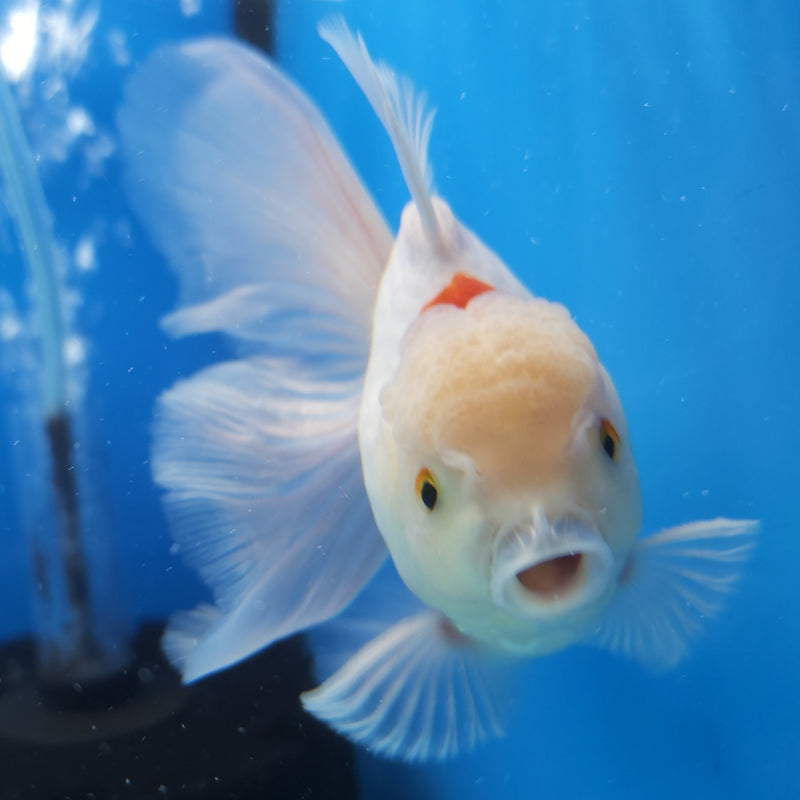 Thai Oranda Tri-Color 3.5” Female (FEB-259)R3A04
