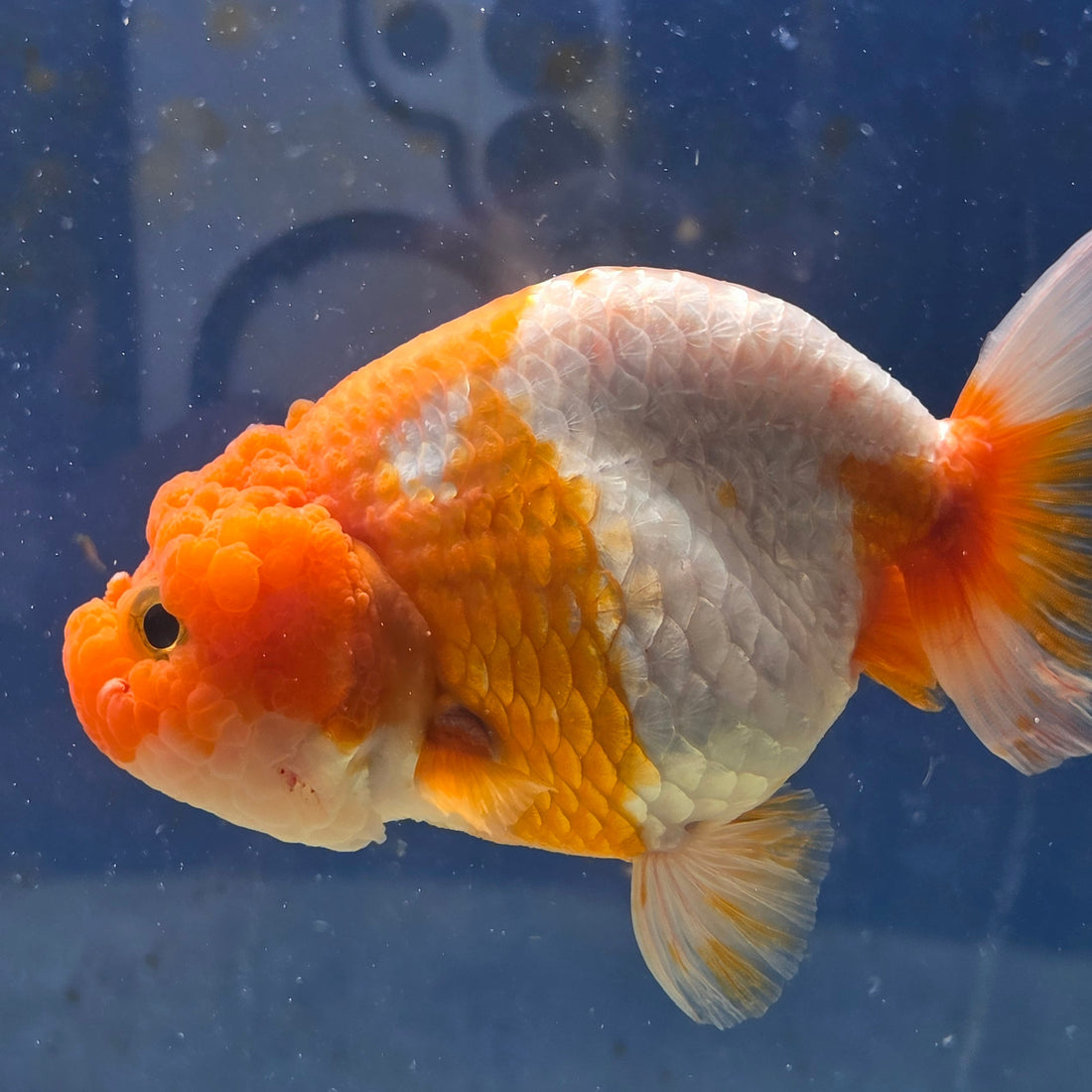 Thai Ranchu Red and White 4.00" Body Male (FEB-735)SHOWTANKB