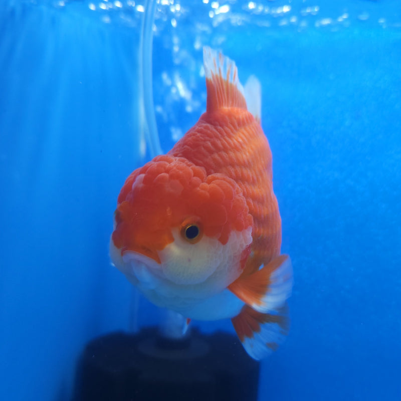 Thai Jumbo Oranda Red & White 4.5in Female (FEB-242)BLUETUB1