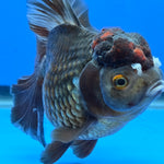 Thai Oranda Bronze 4.00" Body Female (FEB-738)R2A09