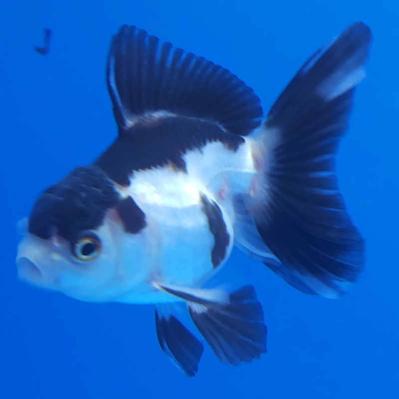 Thai Oranda Panda 2.5” Female (FEB-366)R3B20