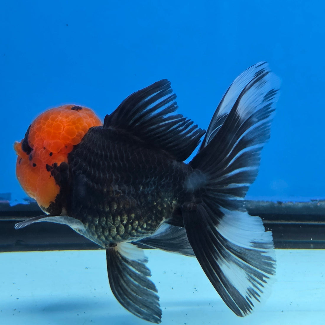 Thai Oranda Red Cap Black 3.5” Female(FEB-727)R1B07