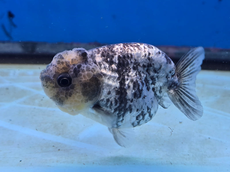 Thai White Tiger Ranchu 3.00 inch Body Female (NNN-2065)R1A05