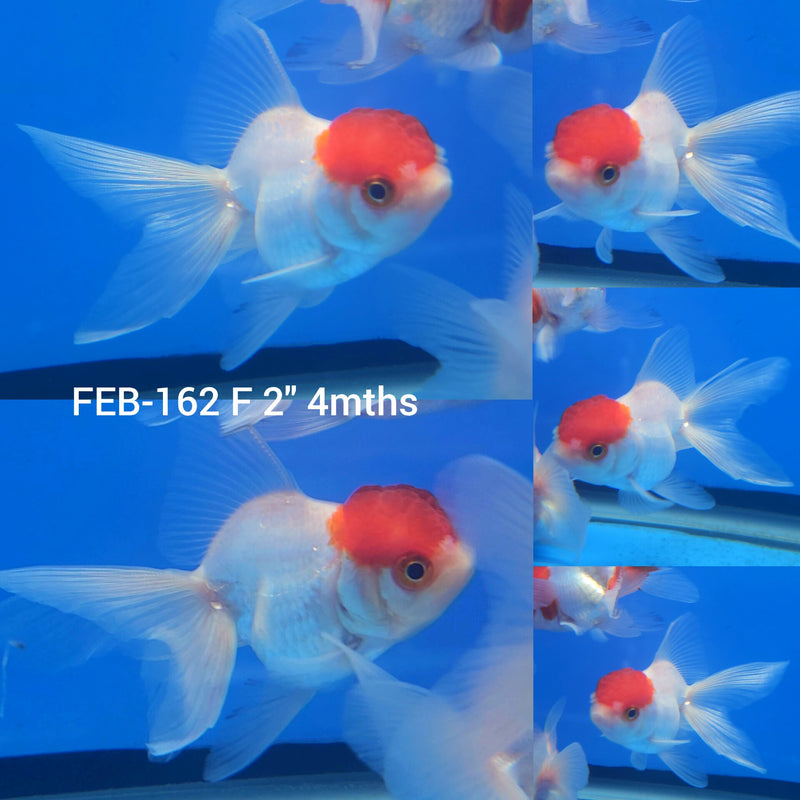 Thai Oranda White Red Cap 2” Body Female (FEB-162)R3A09