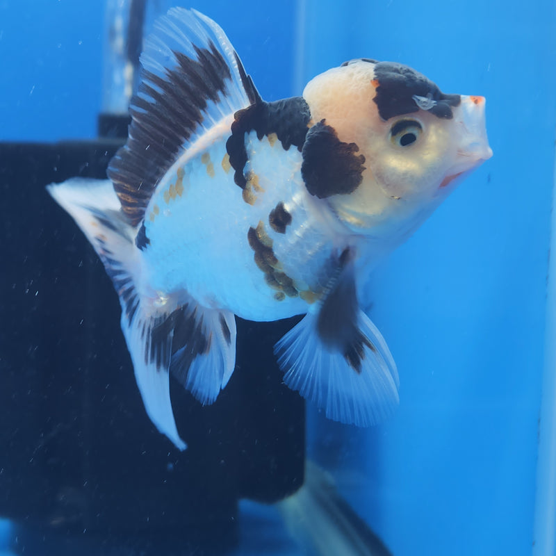 Thai Oranda Tri-Color 2.5in Male (FEB-197)R3B07