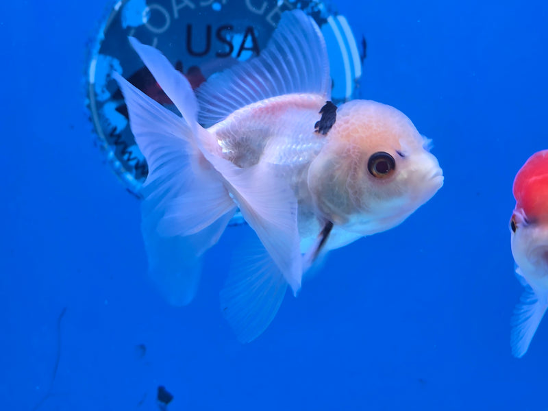 Thai Lemon Head Tri Color Oranda 2.50 inch Body Male (NNN-2070)R4B01