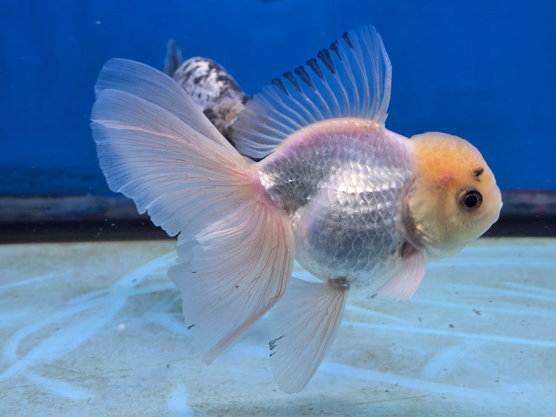 Thai Lemon Head White Oranda Orchid Tail Medium Breed 3.00 inch Body Female (NNN-2066)R1A05