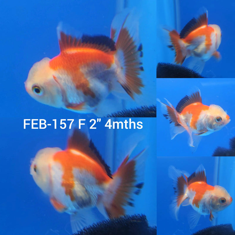 Thai Oranda Tri-Color 2” Body Female (FEB-157)R3A10