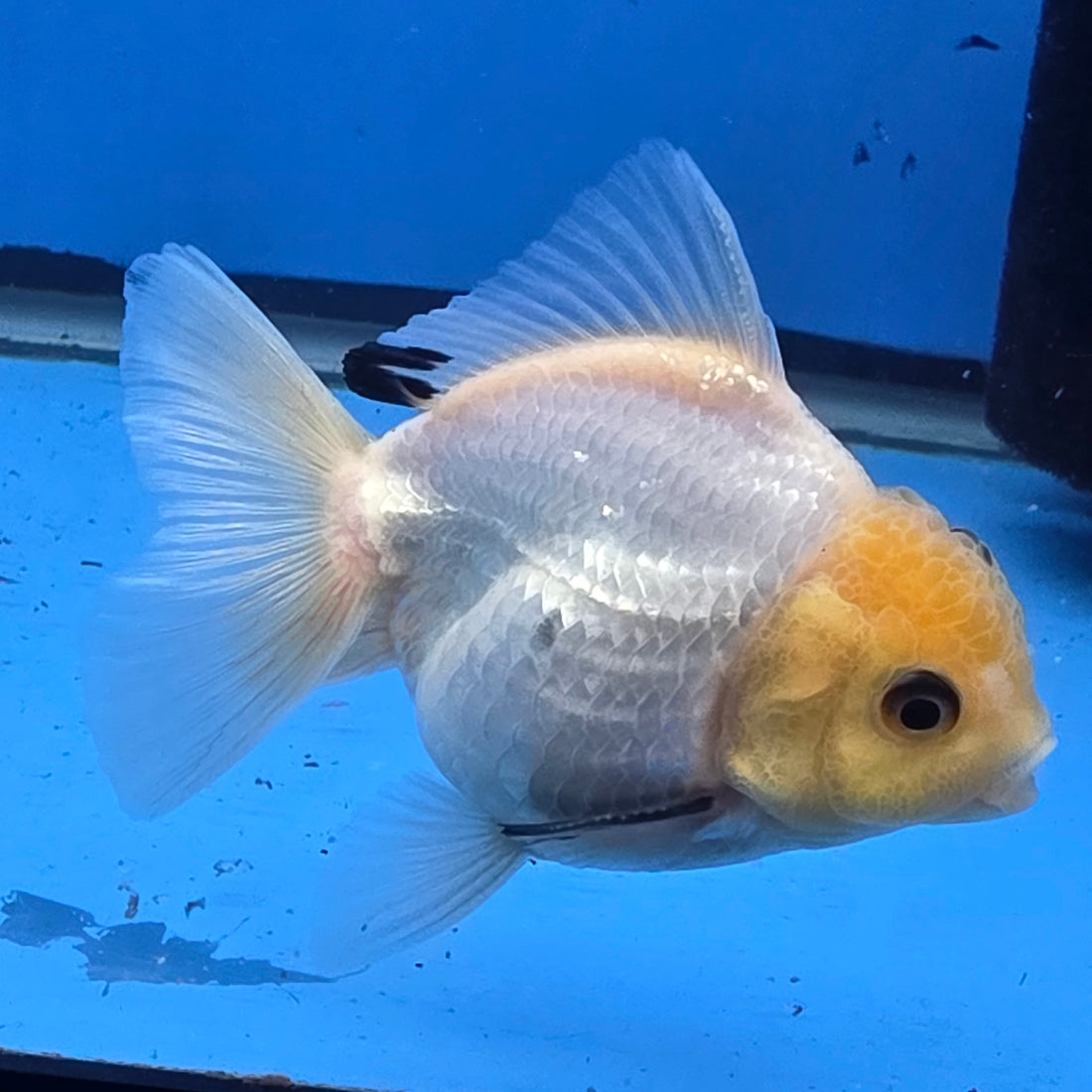 Thai Oranda Lemon Head Snow White Jumbo Breed 2.8" Body Female 6mths(FEB-545)