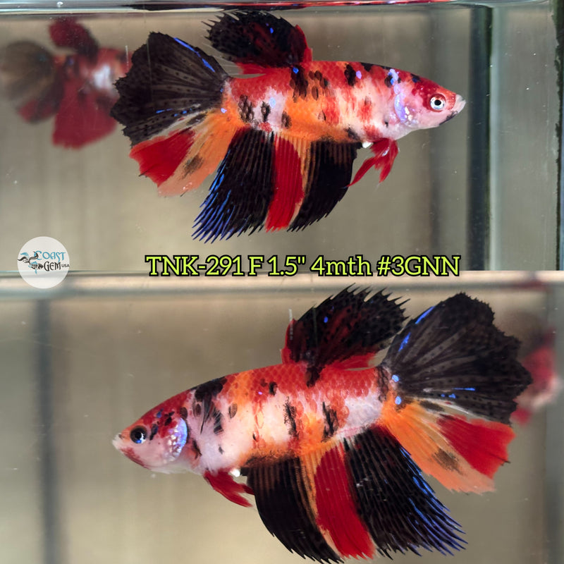 Live Female Betta Red Black Koi Halfmoon (TNK-291) High quality what you see what you get!!