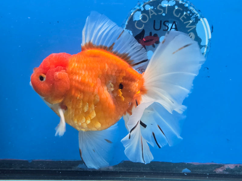 Thai Premium Jumbo Sakura Calico Orchid Tail 4.50 inch Body Oranda Male (QGF-JO1040)