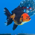 Thai Oranda Jumbo Breed Apache 3.5" Body Female (FEB-607)