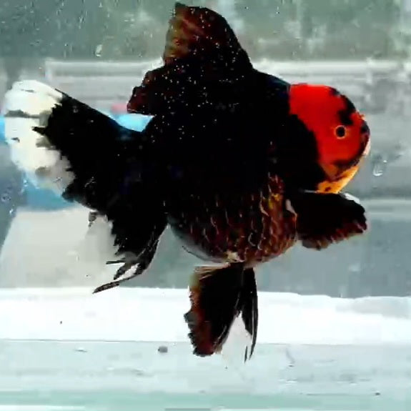 Thai Jumbo Tri Color Oranda Orchid Tail 4.50 inch Body (QGF-JO1158)