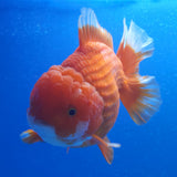 Thai Jumbo Oranda Red & White 4in Female (FEB-223)R2A13