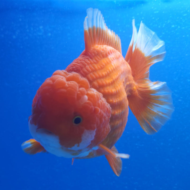 Thai Jumbo Oranda Red & White 4in Female (FEB-223)BLUETUB2