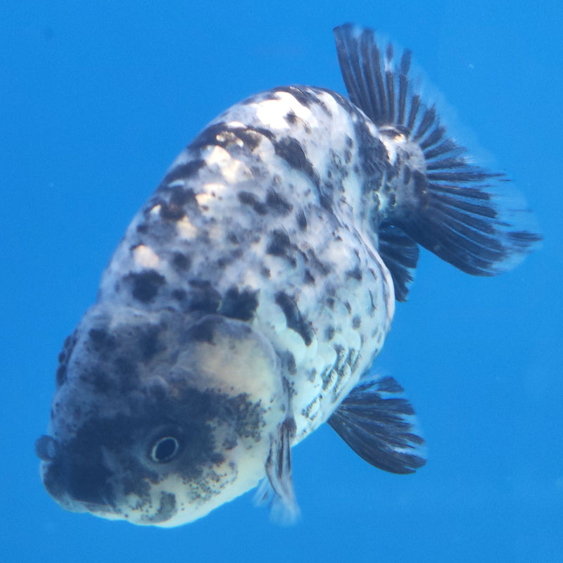 Thai Ranchu Granite 2in Female (FEB-338)R3A14