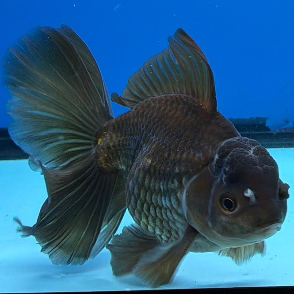 Thai Oranda Super Black 3.5" Male(FEB-426)BLUETUBB