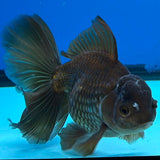 Thai Oranda Super Black 3.5" Male(FEB-426)BLUETUBB
