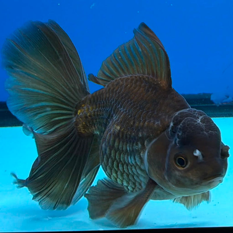 Thai Oranda Super Black 3.5" Male(FEB-426)R2B01