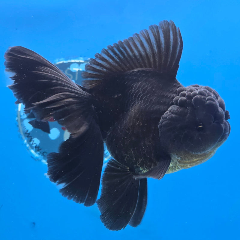 Thai Black Oranda Super Orchid Tail 3.50 inch Body Male Medium Breed (NNN-3025)R3A16