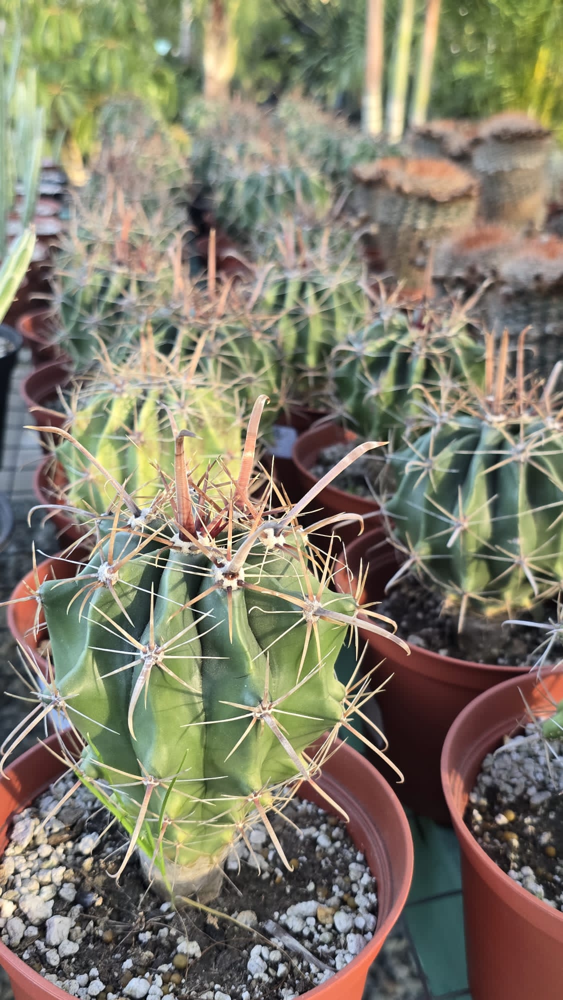 Ferocactus emoryi Cactus in 6 inch pot