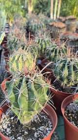 Ferocactus emoryi Cactus in 6 inch pot