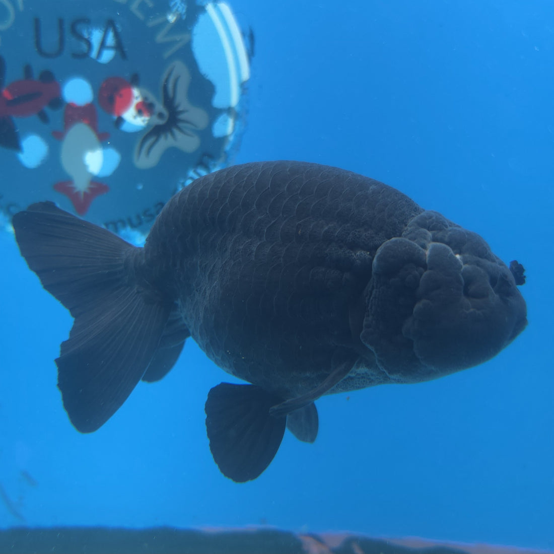 Thai Ranchu Super Black 3.5” Female(FEB-665)R3B04