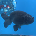 Thai Ranchu Super Black 3.5” Female(FEB-665)R3B04