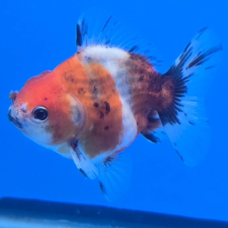 Thai Shogun Calico Oranda 2.5" Body Male A+ Grade(CK-607)R3A03