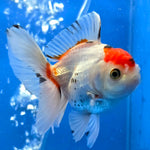 Thai Oranda Red Cap Tri Color 2.50" Body Female (FEB-745)R2B01