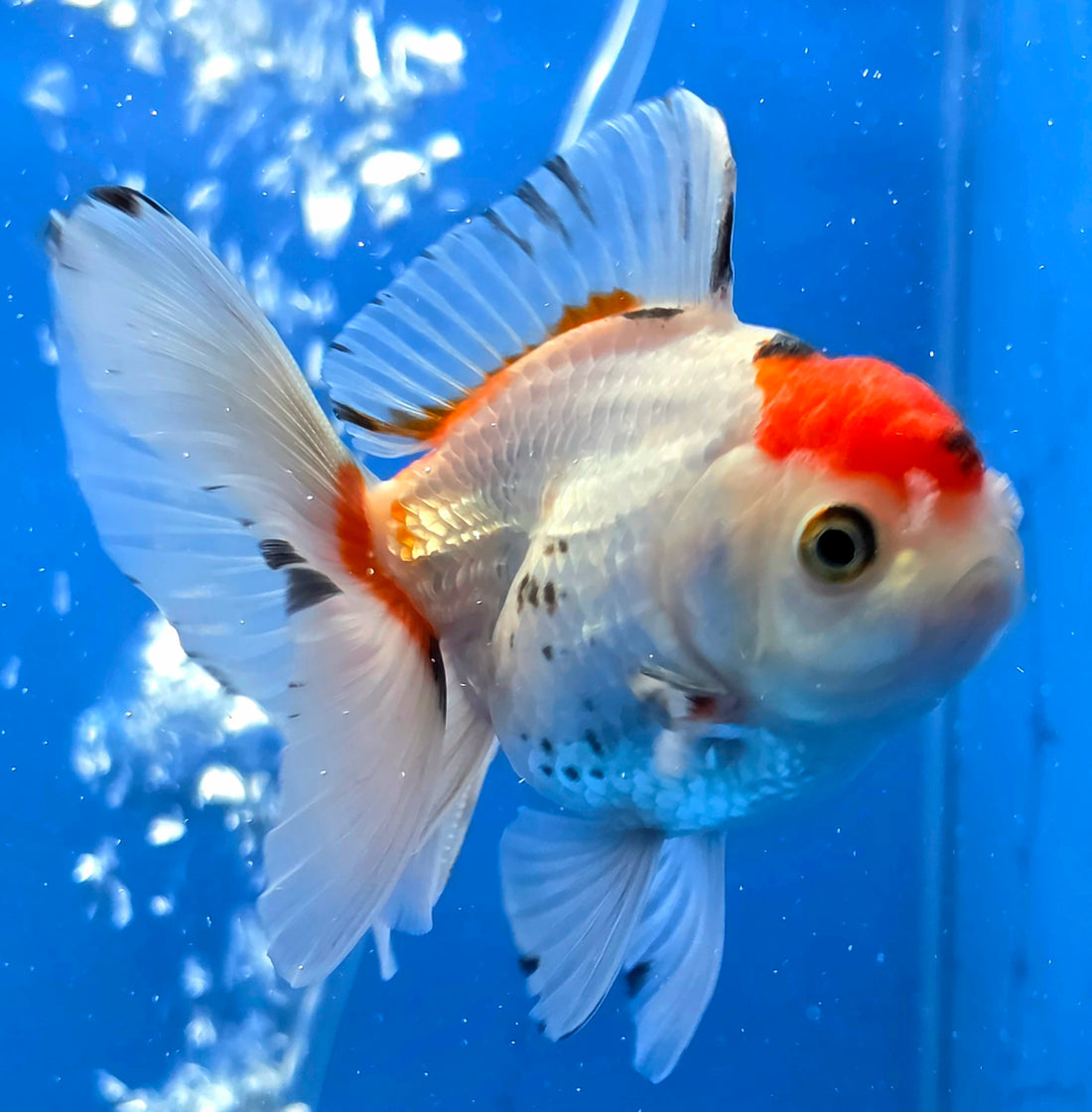 Thai Oranda Red Cap Tri Color 2.50" Body Female (FEB-745)R2B01