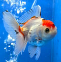 Thai Oranda Red Cap Tri Color 2.50" Body Female (FEB-745)R2B01