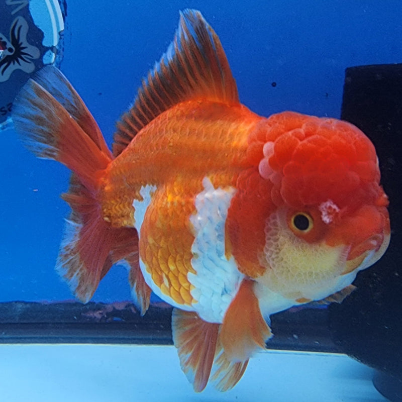 Thai Oranda JUMBO Red/White 4.5” Body Female(CK-1434)BLUETUB2