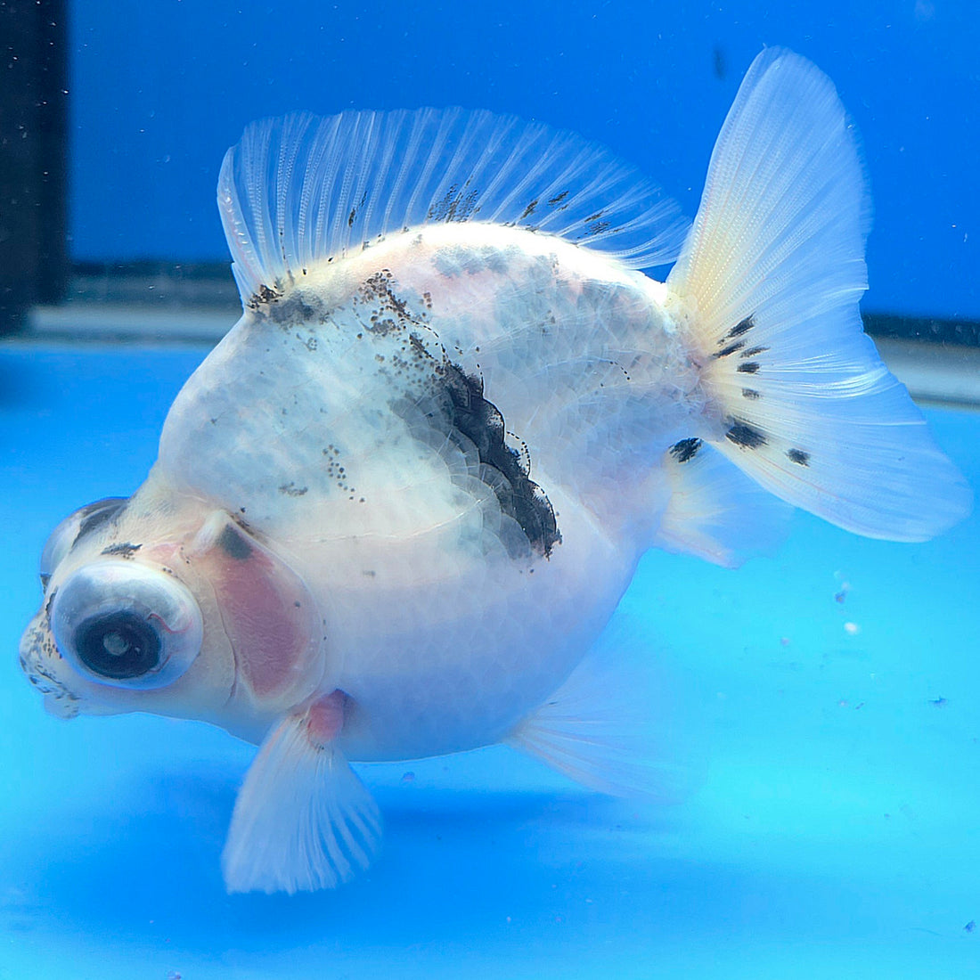 Thai Granite Calico Demekin 3.00" Body Female(FEB-731)BLUETUBA