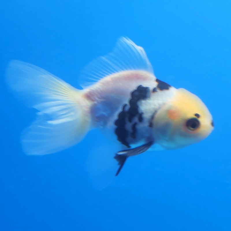 Thai Oranda Panda Tri-Color 2.5in Female (FEB-204)R3B06