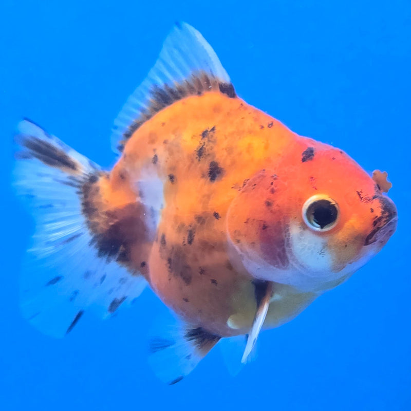 Thai Shogun Calico Oranda 2.5" Body Male A+ Grade(CK-605)R3A01