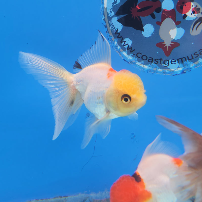 Thai Oranda Lemonhead Panda 2” Body Female (FEB-173)R3A08