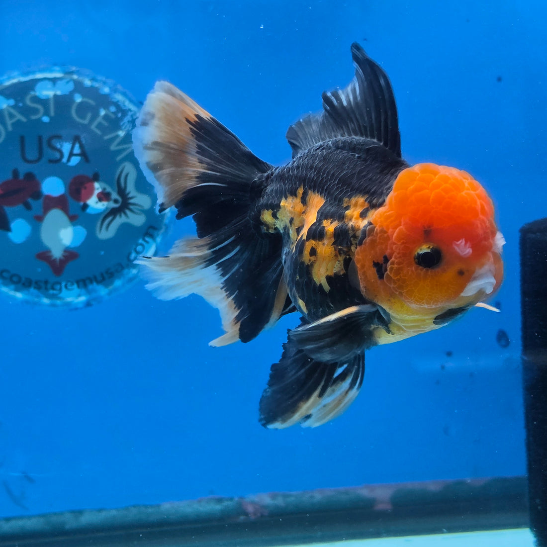 Thai Oranda Apache 4" Body male 9mths(FEB-575)R2A02