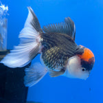 Thai Oranda Red Cap Panda 3.5” Female(FEB-718)R1B07