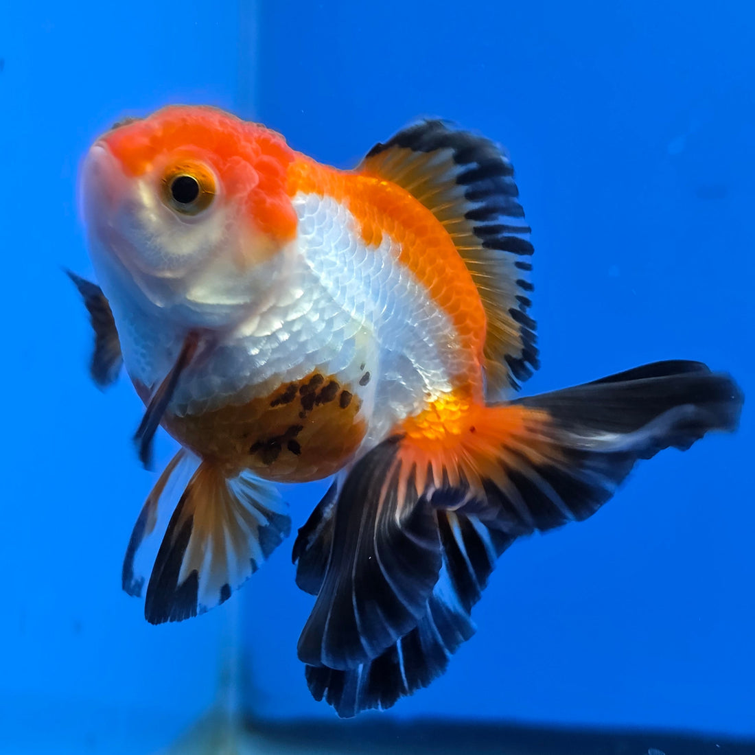 Thai Oranda Tri-Color 2.50" Body Female (FEB-739)R2B01