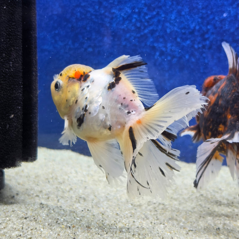 Thai Oranda White Tricolor Tiger White Body 3.5 in Female (FEB-459)BLUETUBA