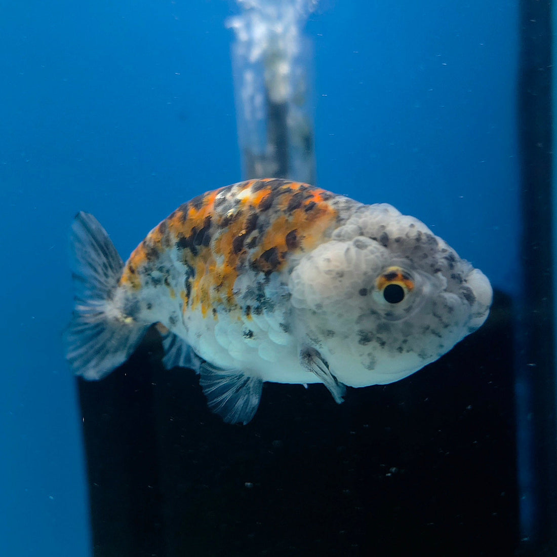 Thai Ranchu Gold/Granite Calico 2.5in Female (FEB-704)R3B18